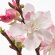SMYCKA Штучна квітка вишневий/рожевий 130 см