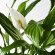 SPATHIPHYLLUM Кімнатна рослина лілія мирна 12 см